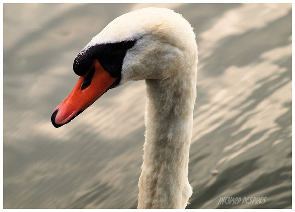 Adult Swan