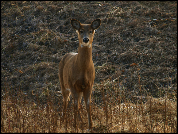 Whitetail Deer1
